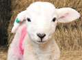 Lamb dead after being shot in head 