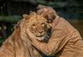 Animal park owner’s emotional farewell to hand-reared lions