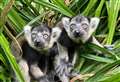 Baby lemurs born at Port Lympne