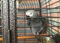 Hercule Parrot goes global