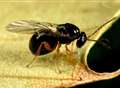 Wasp outbreak threatens Kent trees