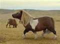 Shetland ponies