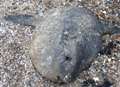 Large tropical fish washed up on seafront