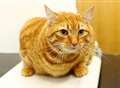 Mega moggy Milo reaches pet slimming competition final