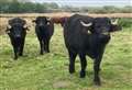 Water buffalo brought into nature reserve 