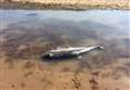 Dead porpoise found washed up