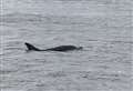 Lifeguards surprised by ‘incredible’ dolphins in the Thames