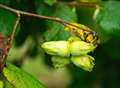 Cobnut-themed day welcomes chefs