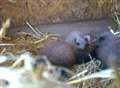 Red panda babies born at Wingham