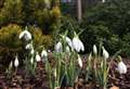 Snowdrops' sensational show a casualty of the weather