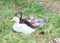 Ducks dumped by bottle bank