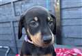 Adorable Doberman puppies stolen from home