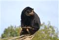 Restaurant with views of bears to reopen for winter