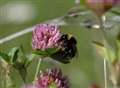 Kent abuzz at bumblebee release