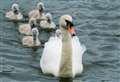 Swans on the tracks cause train delays – twice!