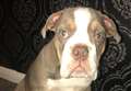 Bulldog puppy stolen in knifepoint robbery