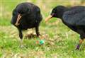 Project to re-introduce rare birds to county bags funding