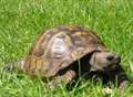 Tortoise saved after recycling plant ordeal