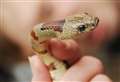 Heatwave triggers escaping snake alert 