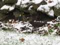 Snow leaves winter wonderland across Kent