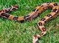 Missing snake belongs to X-factor star