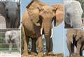 The 13 elephants leaving Kent for a new life