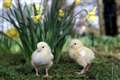 Brown hares and chickens ‘treated as gods when they first arrived in Britain’