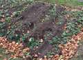 Flower beds ruined by vehicles driving onto field