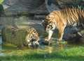 Tigers' romance may be answer to extinction