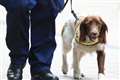 Dogs being trained to sniff out coronavirus at airports