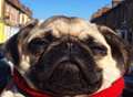 Photogenic pug fast becoming a social media star