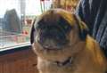 Stolen pug is returned as second dog goes missing