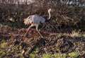 Large bird ruffles drivers' feathers