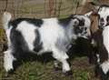 Police hunt for tiny goat thieves