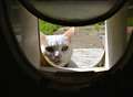 Woman 'stuck' in cat flap