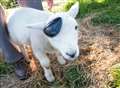 WATCH: The one-eyed sheep that thinks she's a dog