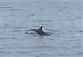 Incredible video shows pod of dolphins leaping out of water off Kent coast