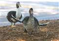 Park visitors are 'slowly killing' ducks with bread