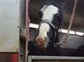 Horses abandoned overnight in pub car park