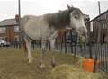 Pony's eviction notice after annoying neigh-bours