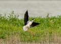  Rare chicks hatch at Hoo