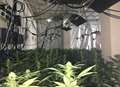 Man jailed over £2.8 million cannabis factory