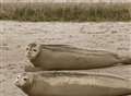 Seal spotting off the Thanet coast