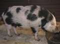 New lifestyle beckons for Percy the pig