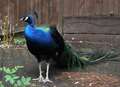 Video: Percy the parading peacock... pulled in by police!