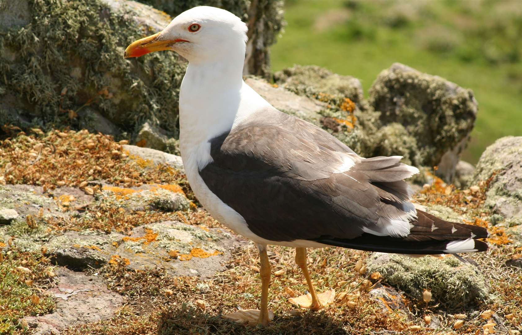 Black-backed gulls live at Sandwich and Pegwell Bay