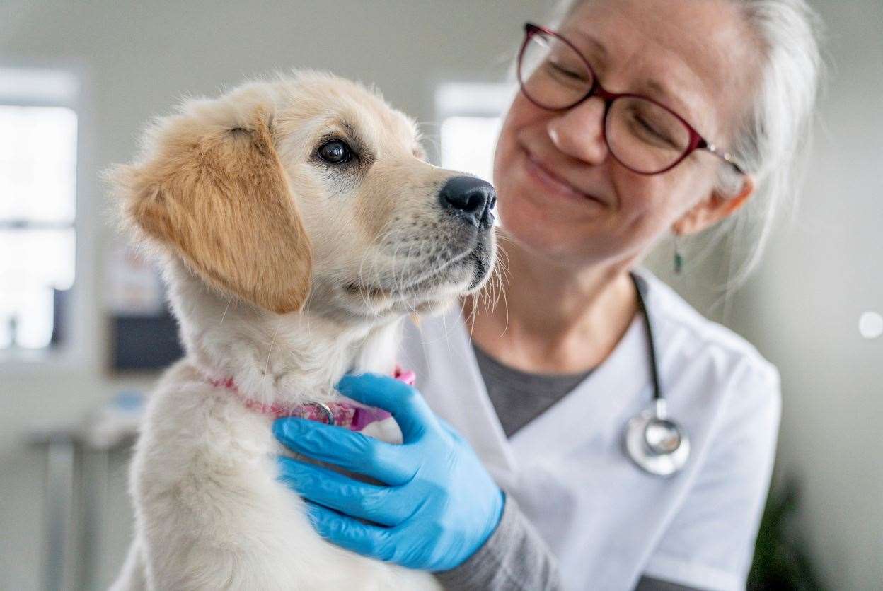 The British Veterinary Association has put together a list of questions potential puppy owners should ask. Image: iStock.