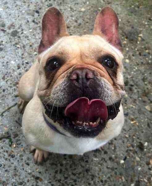 French Bulldog Honey. Picture: Last Chance Animal Rescue