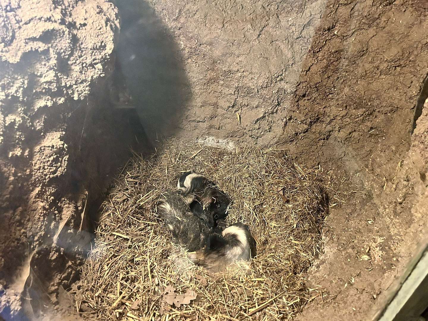 The badger sett at Wildwood