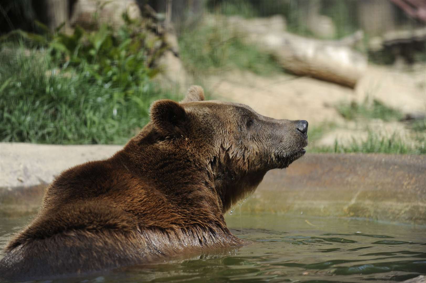 One of the bears at Wildwood